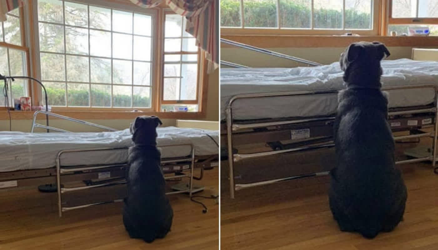 Waiting for a Ghost: The Heartbreaking Story of Moose the Labrador