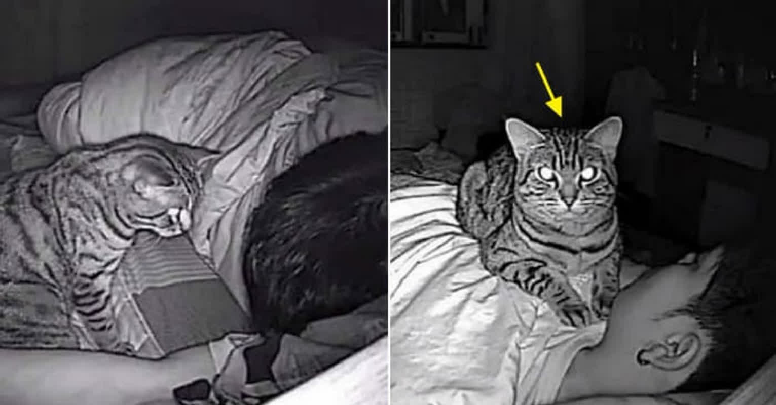 夜の恐怖の正体は猫だった！