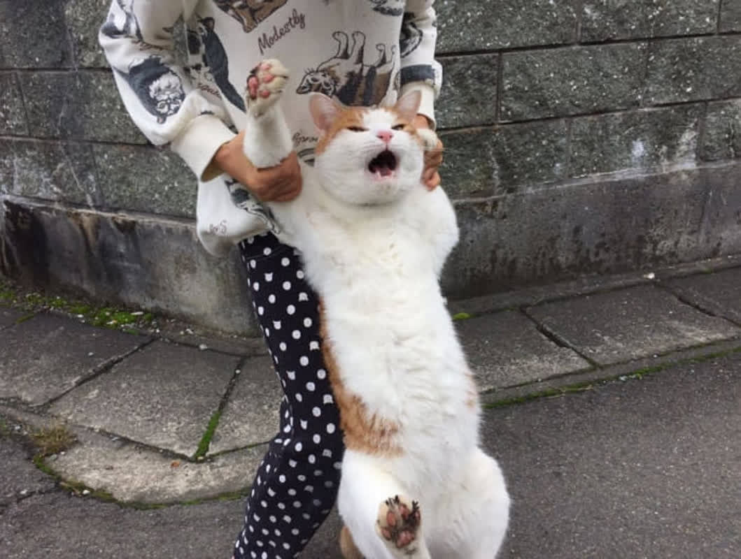 自由を夢見る猫、強制帰宅の瞬間！