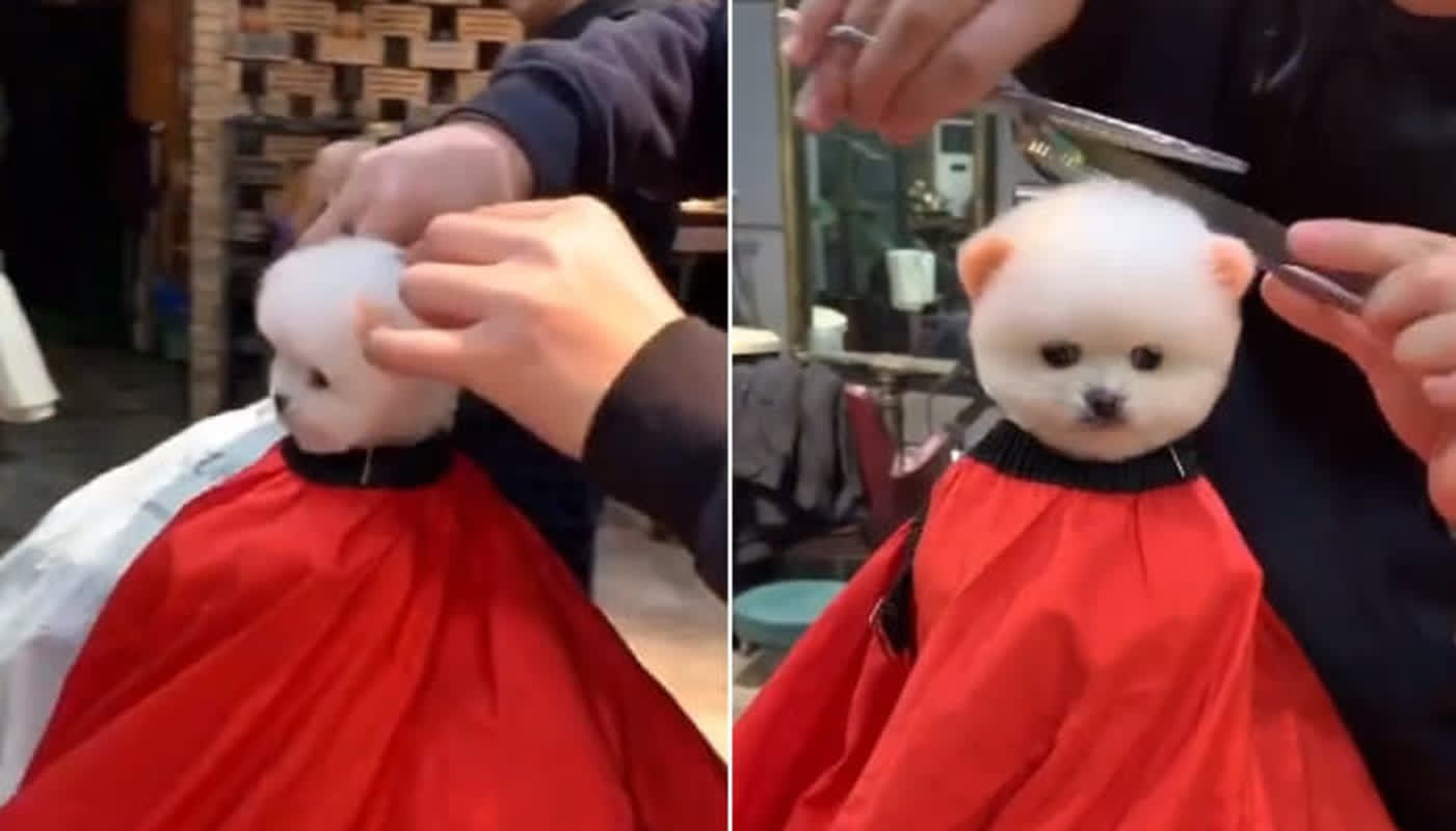 This Tiny Dog’s Perfect Salon Manners Are Winning Over the Internet