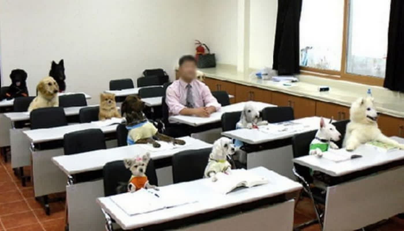 授業中に寝落ち！？犬の学生生活