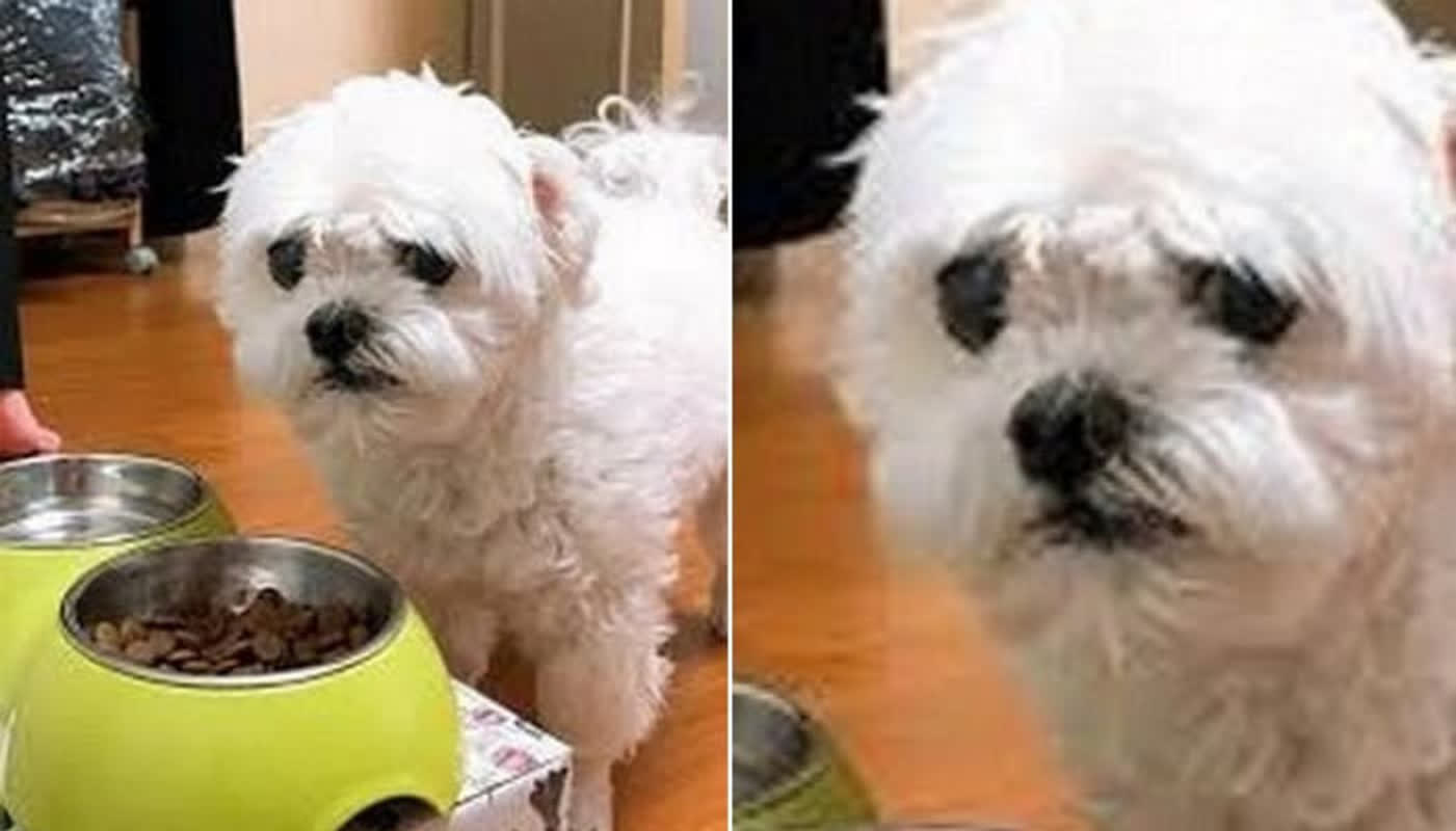 This Maltese’s ‘Food Strike’ Expression is Breaking the Internet