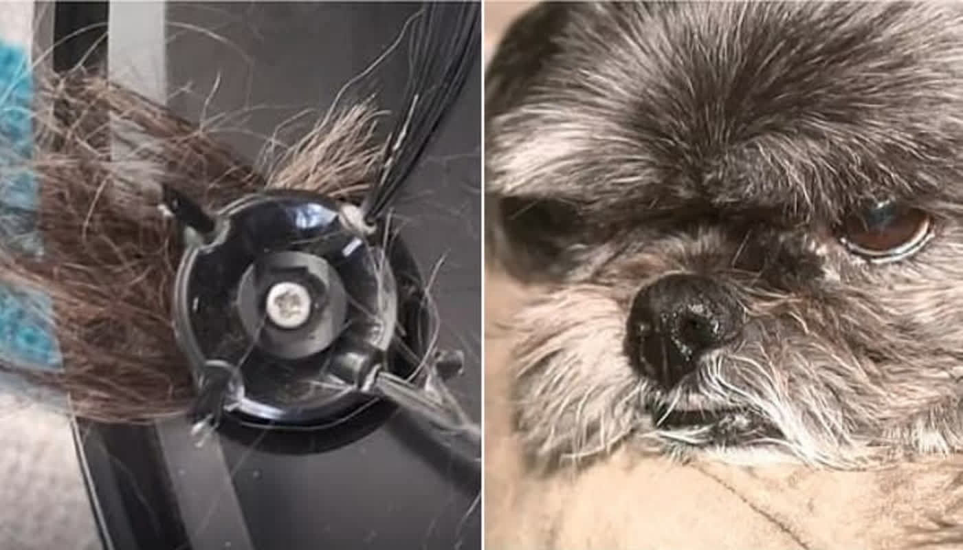 「まさかの展開」ロボット掃除機に尻尾が巻き込まれた愛犬――救助隊も驚いた衝撃の瞬間