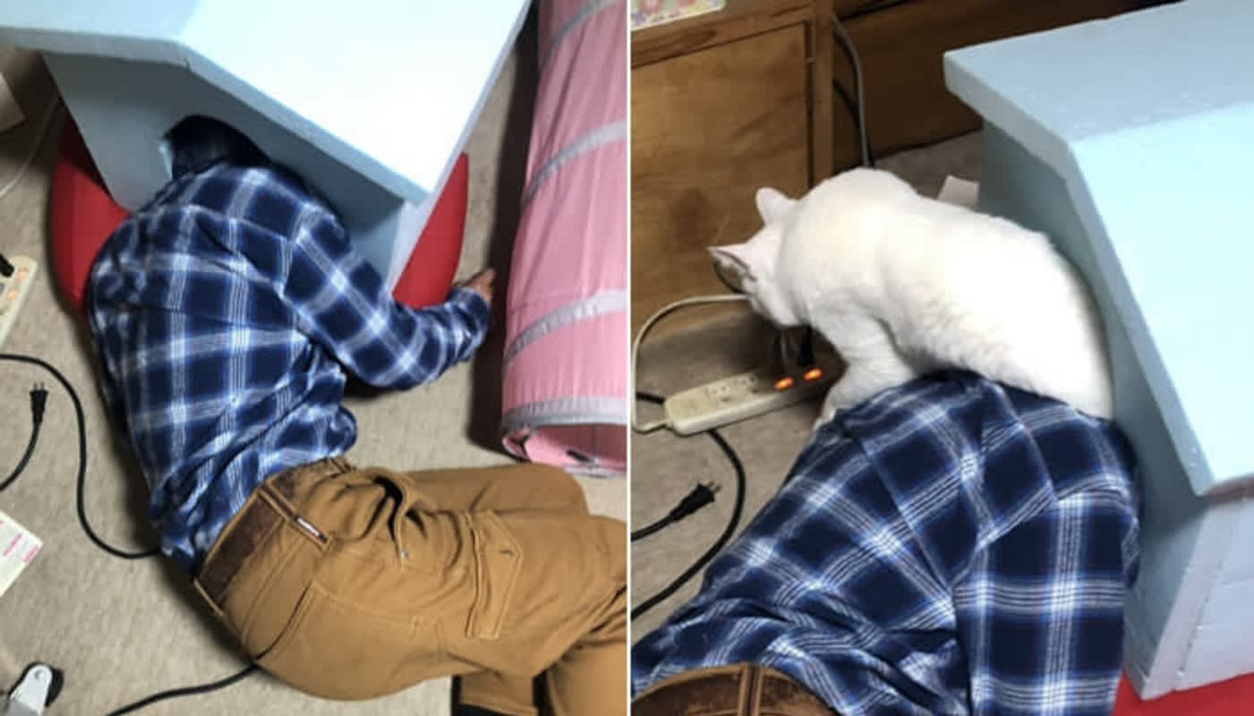 寝床を奪われた猫の報復が凄すぎる！酔った父親が招いた「まさかの結末」とは
