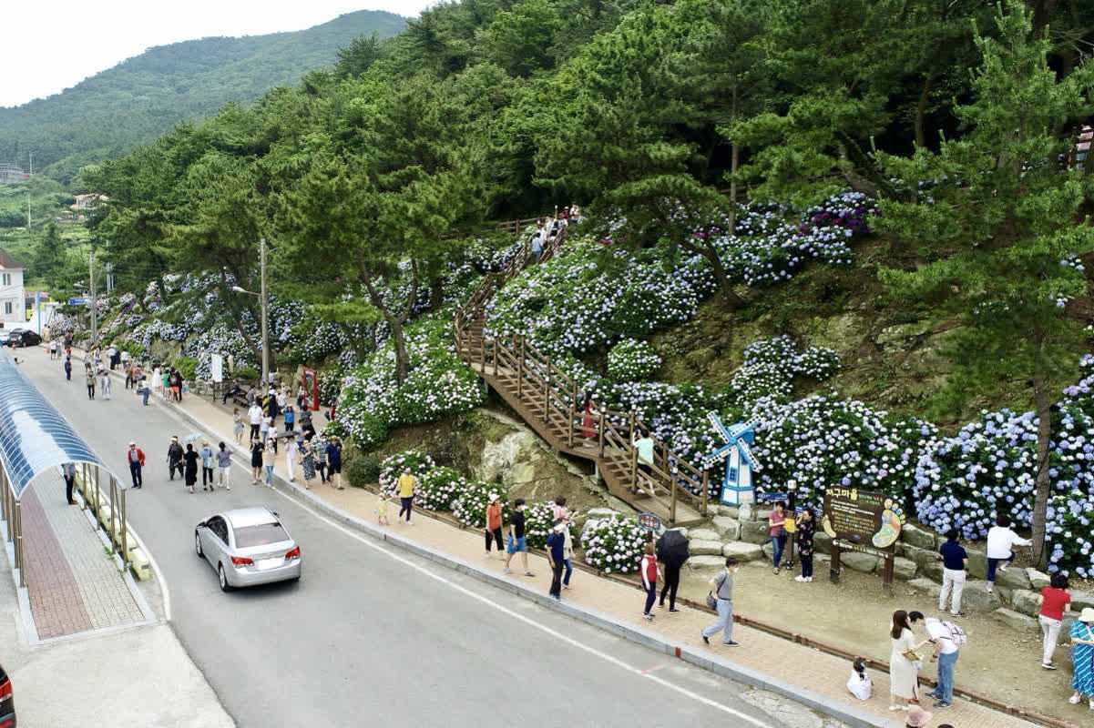6月の韓国は紫と青の絶景！ラベンダーとアジサイを堪能できる至福のスポットとは
