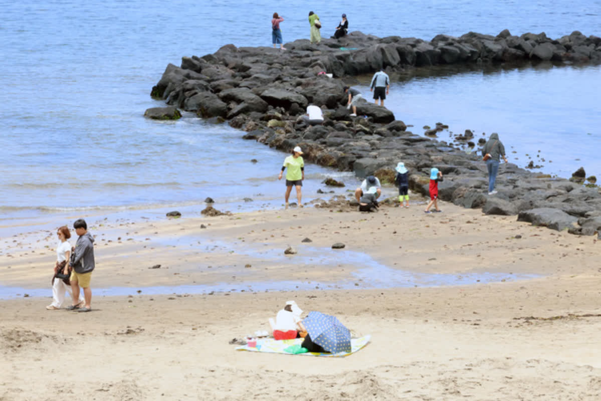 済州島の伝統漁法「ウォンダム」が活気！観光客が集う海の恵みの正体とは