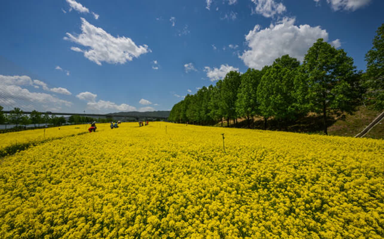 家族で楽しむ！菜の花の楽園へ