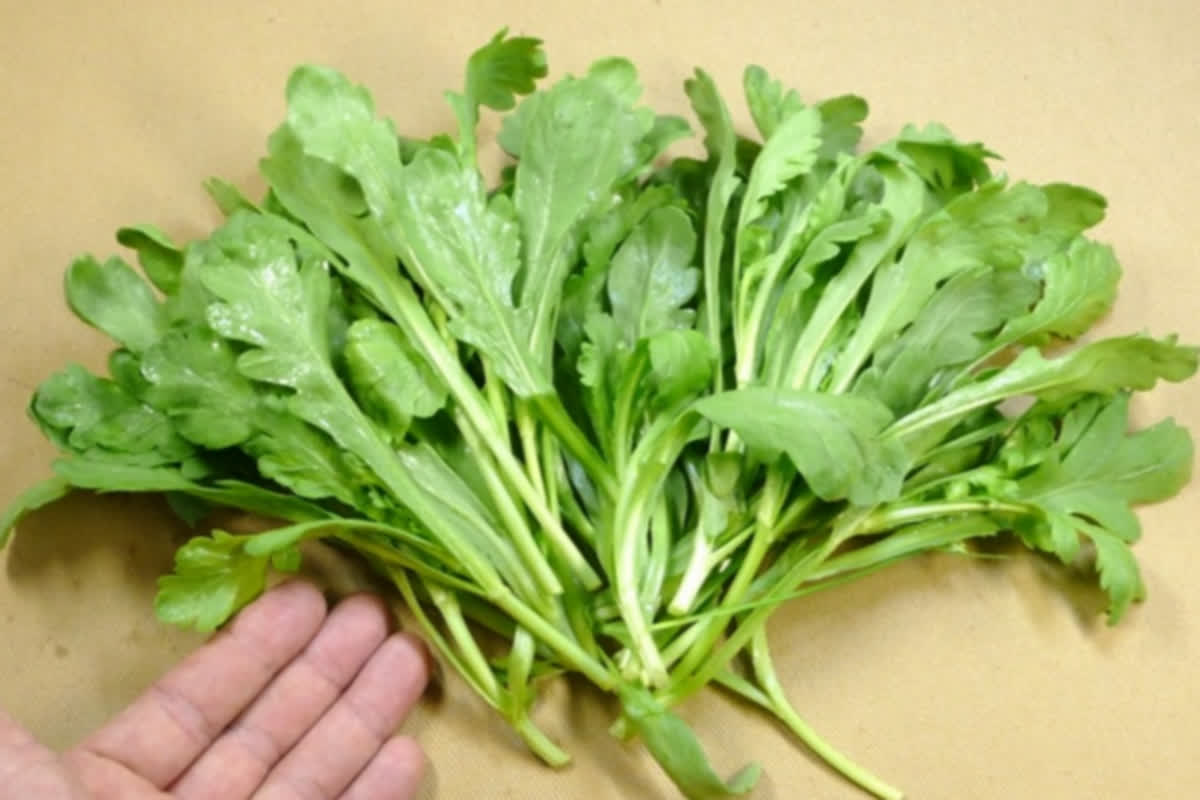 観賞用か、それとも薬草か？韓国で愛される「春菊」の意外な正体