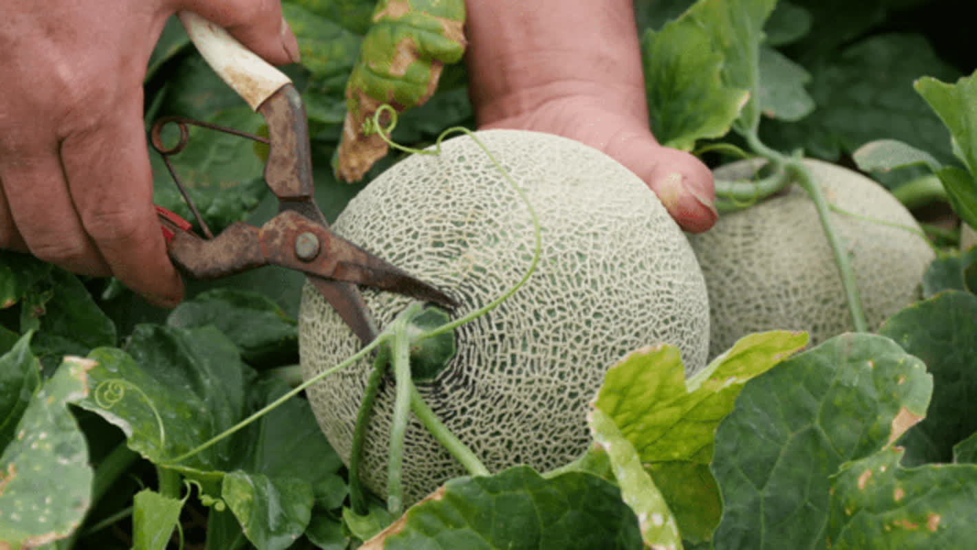 Why This Rare Japanese Fruit Is a High-End Luxury Status Symbol