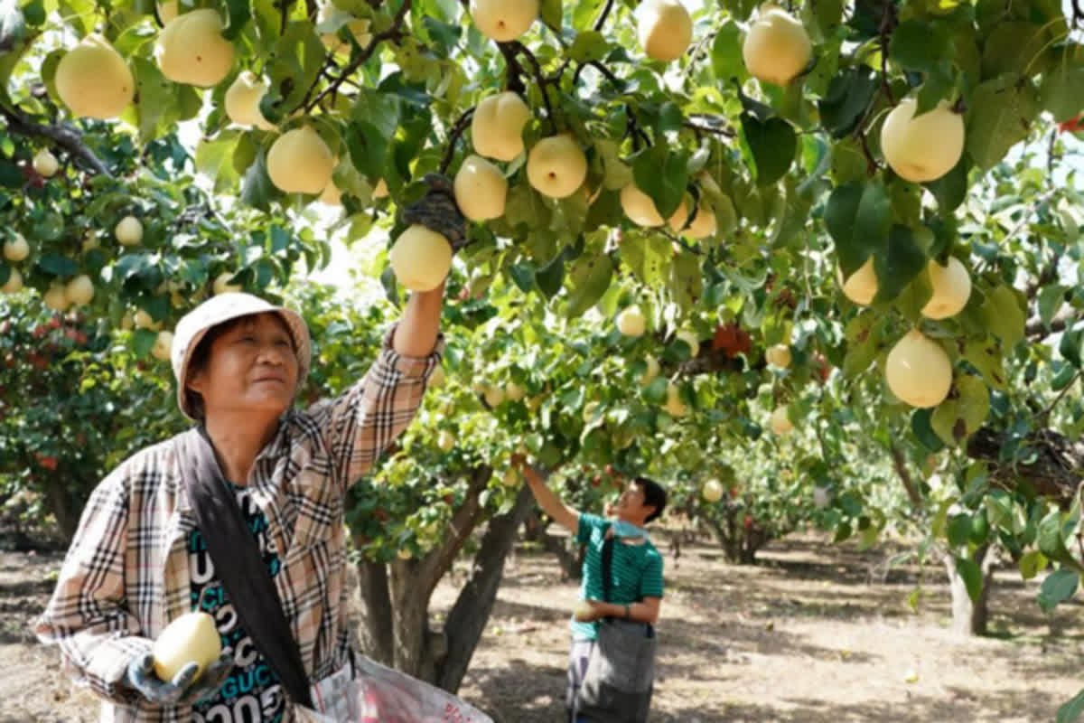 The Simple Morning Habit: Why an Asian Pear Could Change Your Routine