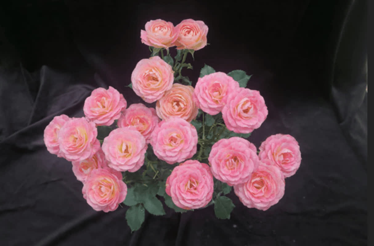 Boost Your Mental Well-Being: 5 Stunning Plants for a Calmer Home