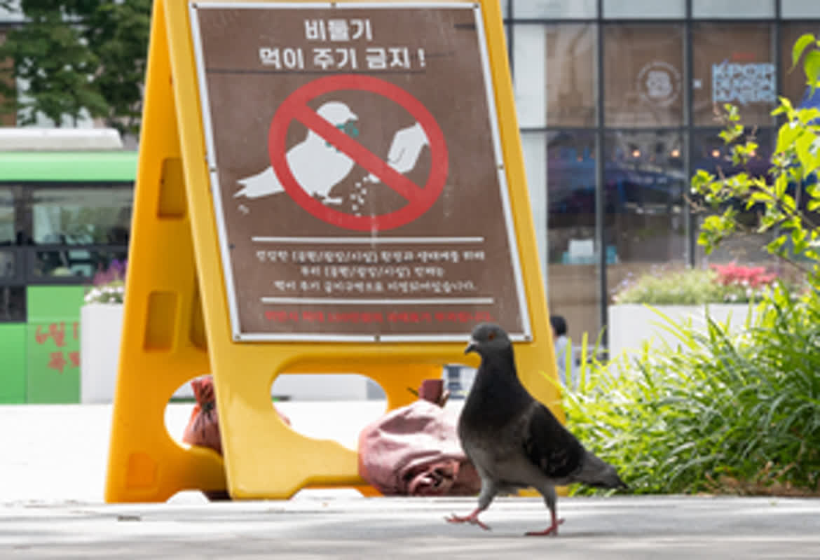 最大10万円超の罰金も？ソウル市が「鳩への餌やり」を厳罰化、その驚きの金額とは