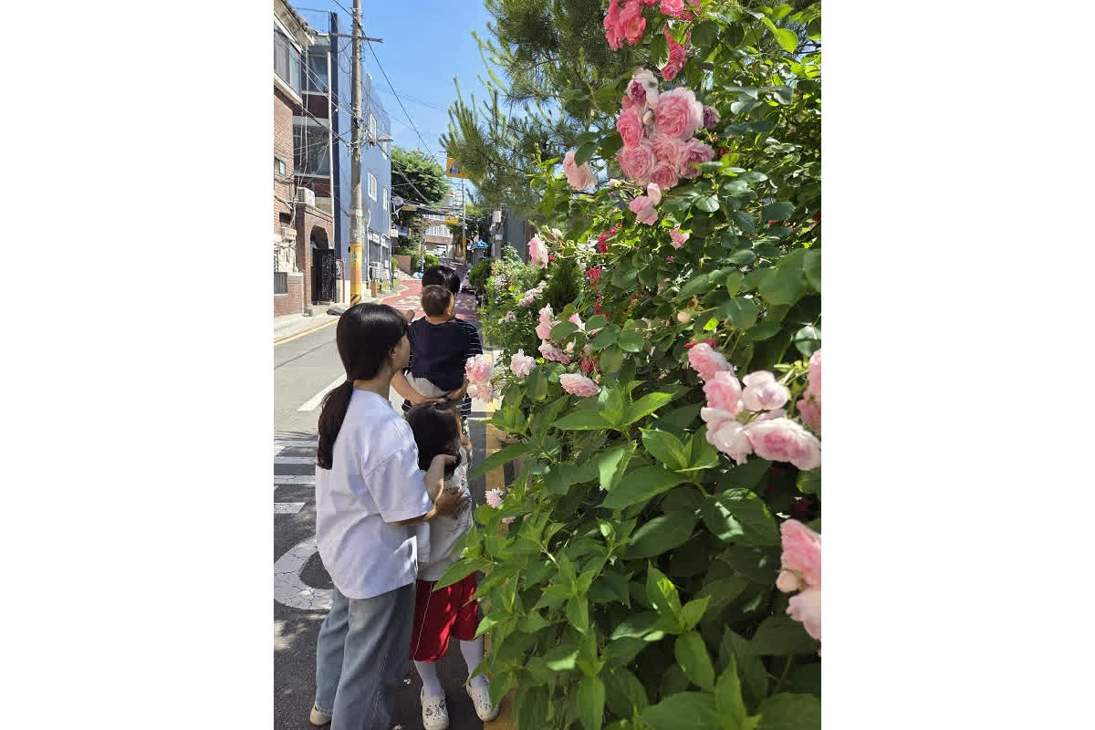 ソウルの美しい街並みが変貌？住民と教会が一体となった「バラ祭り」の舞台裏